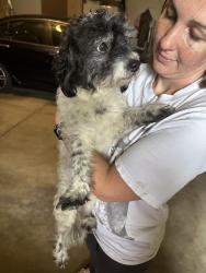 Found/Stray Male Dog last seen Family Dollar, Indianapolis, IN 46222