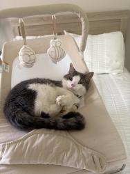 Lost Male Cat last seen Airtag last pinged between Oxford Dr. & Janice Dr. In Bellewood, Mobile, AL 36618