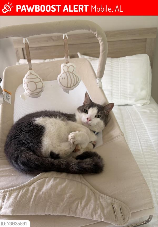 Lost Male Cat last seen Airtag last pinged between Oxford Dr. & Janice Dr. In Bellewood, Mobile, AL 36618