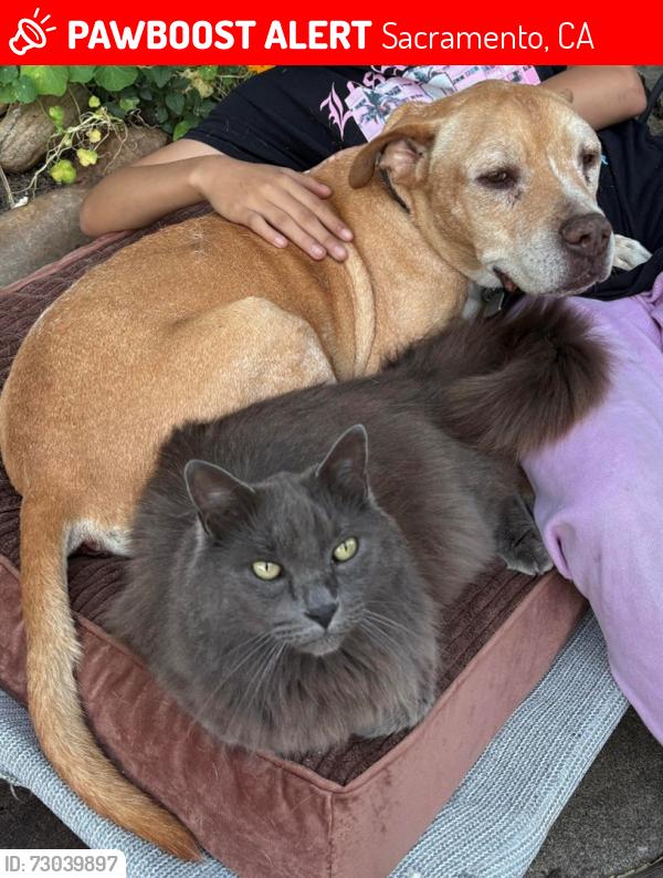 Lost Male Cat last seen Durer Parkway and Alix Parkway, Sacramento, CA 95823
