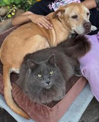Lost Male Cat last seen Durer Parkway and Alix Parkway, Sacramento, CA 95823