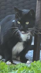 Lost Male Cat last seen Near Lepus rd, San Diego, CA 92126