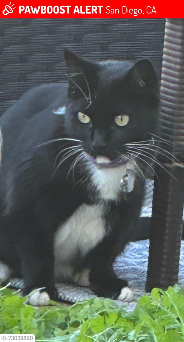 Lost Male Cat last seen Near Lepus rd, San Diego, CA 92126