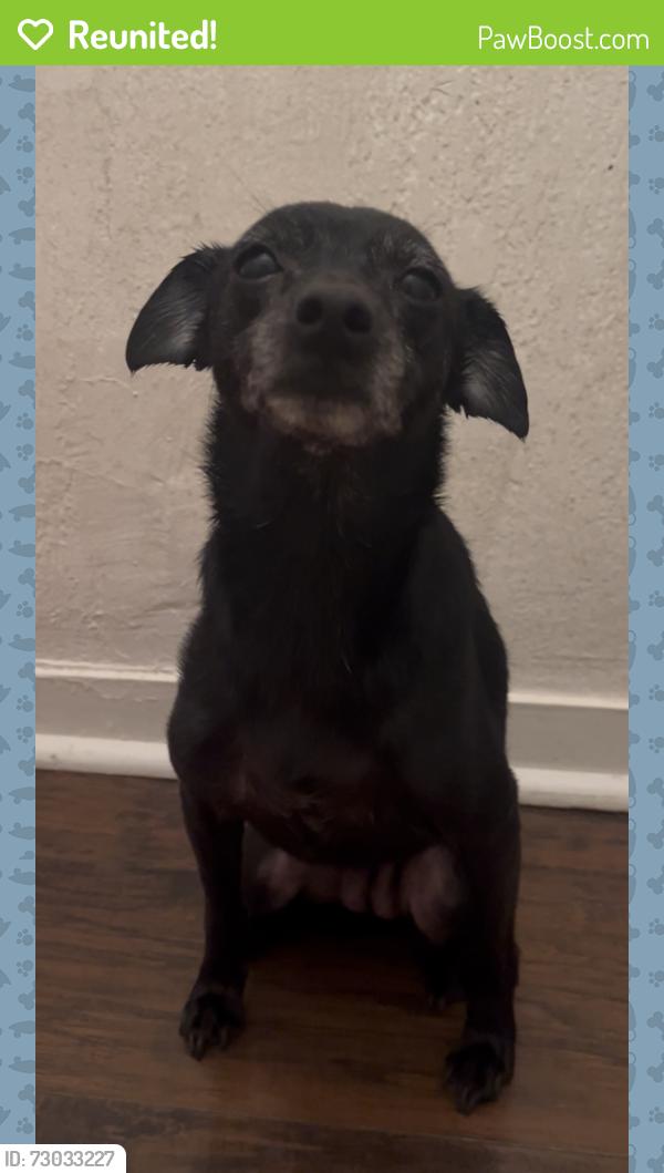 Reunited Female Dog last seen Crenshaw and Slauson, Los Angeles, CA 90043