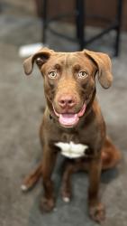 Found/Stray Male Dog last seen Near Wallingford Street, Charlotte, NC 28217