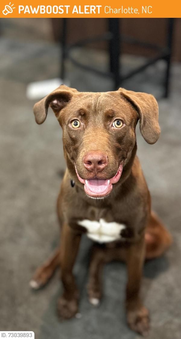 Found/Stray Male Dog last seen Near Wallingford Street, Charlotte, NC 28217