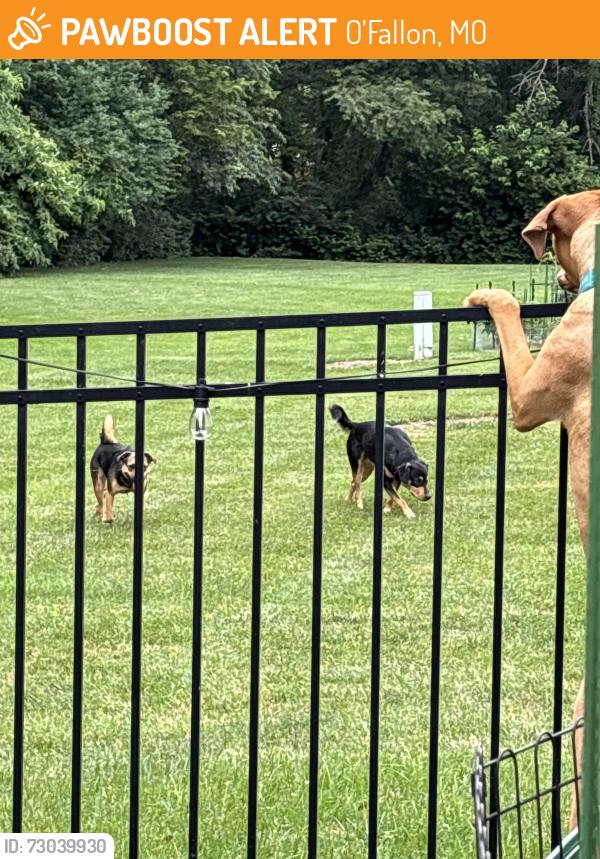 Found/Stray Unknown Dog last seen Near babble creek ln ofallon mo, O'Fallon, MO 63368