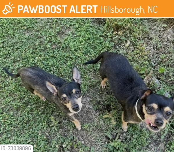 Found/Stray Male Dog last seen Near US 70A East, Hillsborough NC 27278, Hillsborough, NC 27278