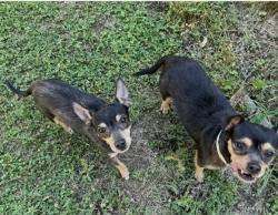 Found/Stray Male Dog last seen Near US 70A East, Hillsborough NC 27278, Hillsborough, NC 27278
