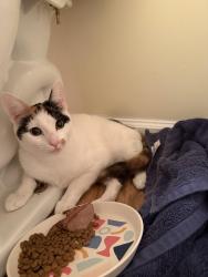 Found/Stray Female Cat last seen Near Buckhead Road, Winston-Salem, NC, Winston-Salem, NC 27127