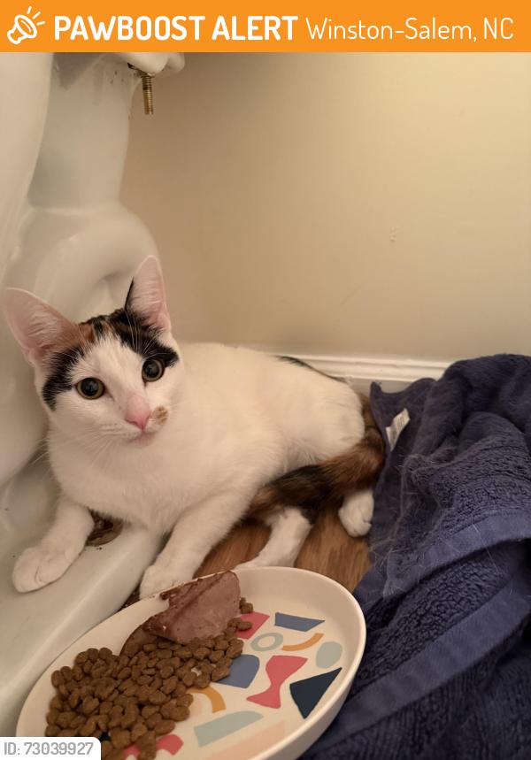 Found/Stray Female Cat last seen Near Buckhead Road, Winston-Salem, NC, Winston-Salem, NC 27127