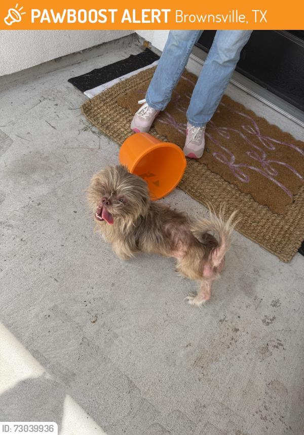 Found/Stray Female Dog last seen Olmito, TX, Brownsville, TX 78520