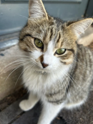 Lost Male Cat last seen Sapphire Grove, San Antonio, TX 78263