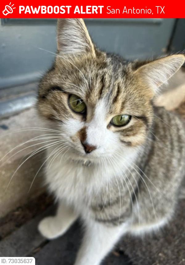 Lost Male Cat last seen Sapphire Grove, San Antonio, TX 78263