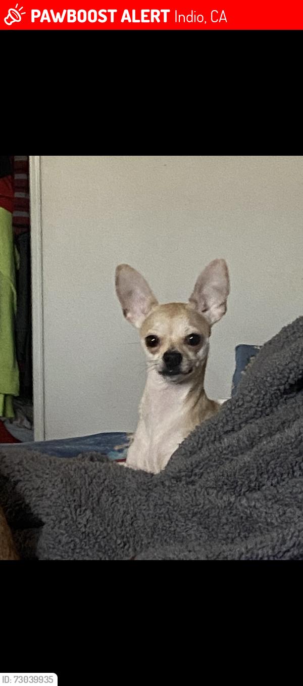 Lost Female Dog last seen Kenner street, Indio, CA 92201