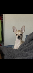 Lost Female Dog last seen Kenner street, Indio, CA 92201