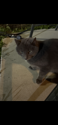 Lost Male Cat last seen Roosevelt blvd, Clearwater, FL 33760