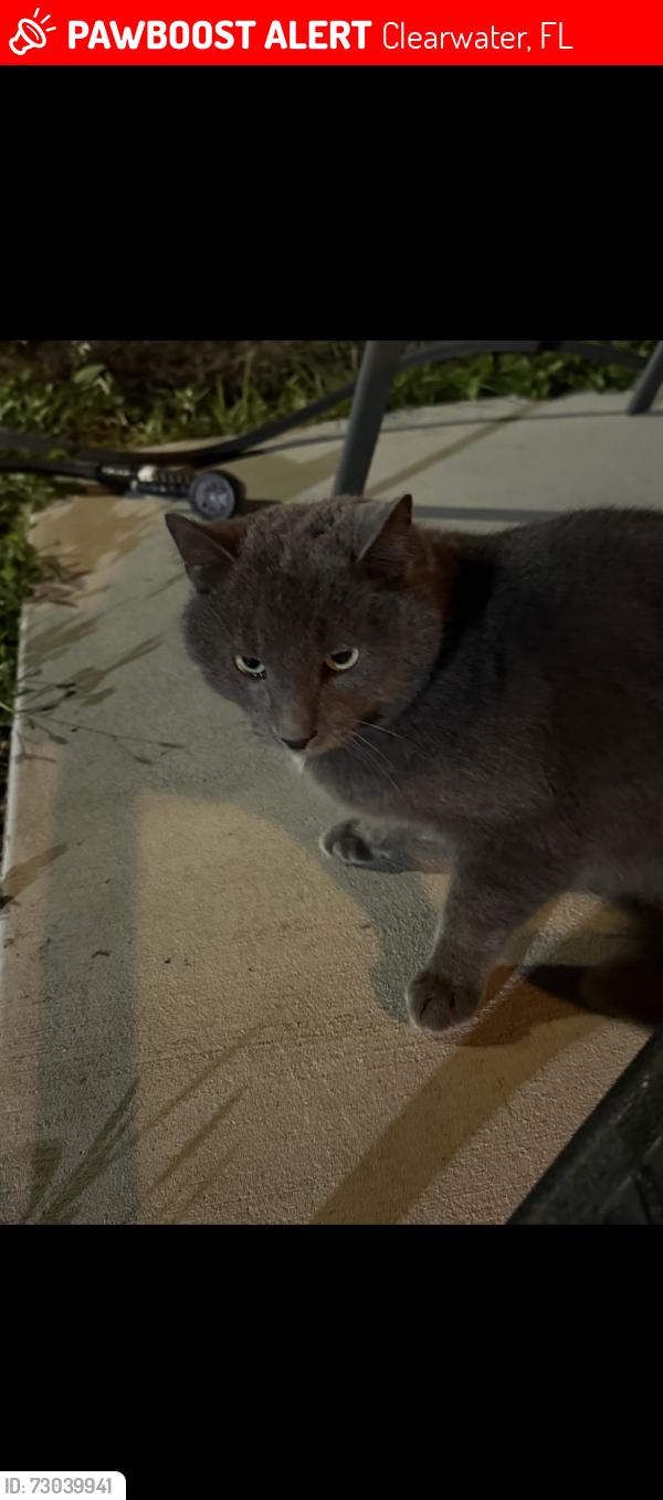 Lost Male Cat last seen Roosevelt blvd, Clearwater, FL 33760