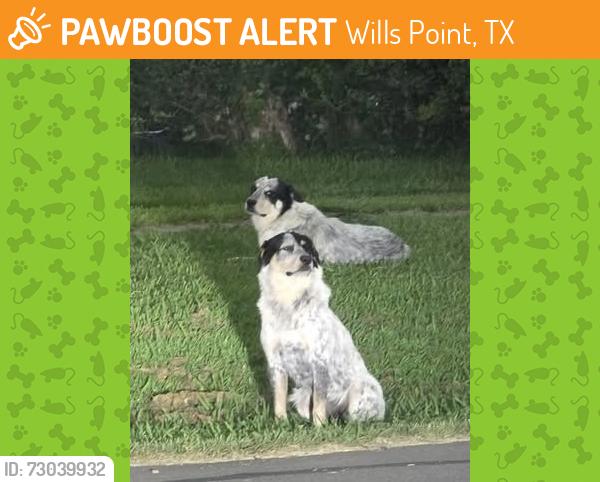Found/Stray Male Dog last seen North 4th Street , Wills Point, TX 75169