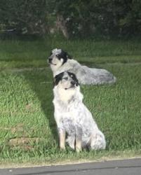 Found/Stray Male Dog last seen North 4th Street , Wills Point, TX 75169