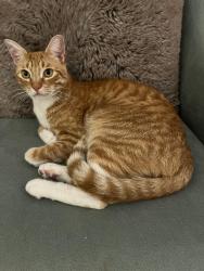 Lost Male Cat last seen El Fuerte, Carlsbad, CA 92009