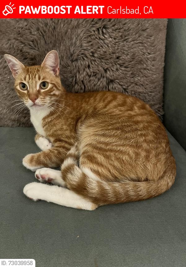 Lost Male Cat last seen El Fuerte, Carlsbad, CA 92009