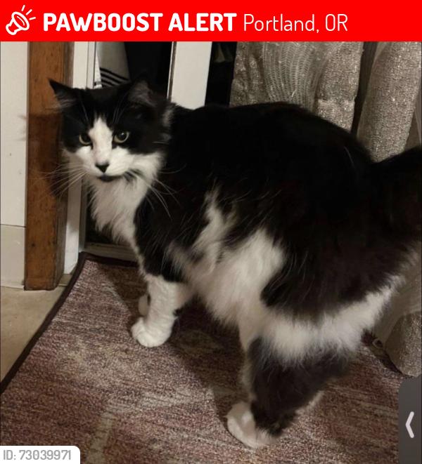 Lost Male Cat last seen E burnside st, Portland, OR 97233