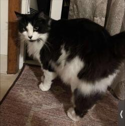 Lost Male Cat last seen E burnside st, Portland, OR 97233
