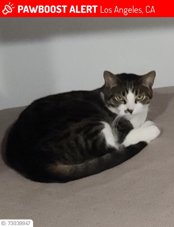 Lost Male Cat last seen Oneonta Drive , Los Angeles, CA 90065