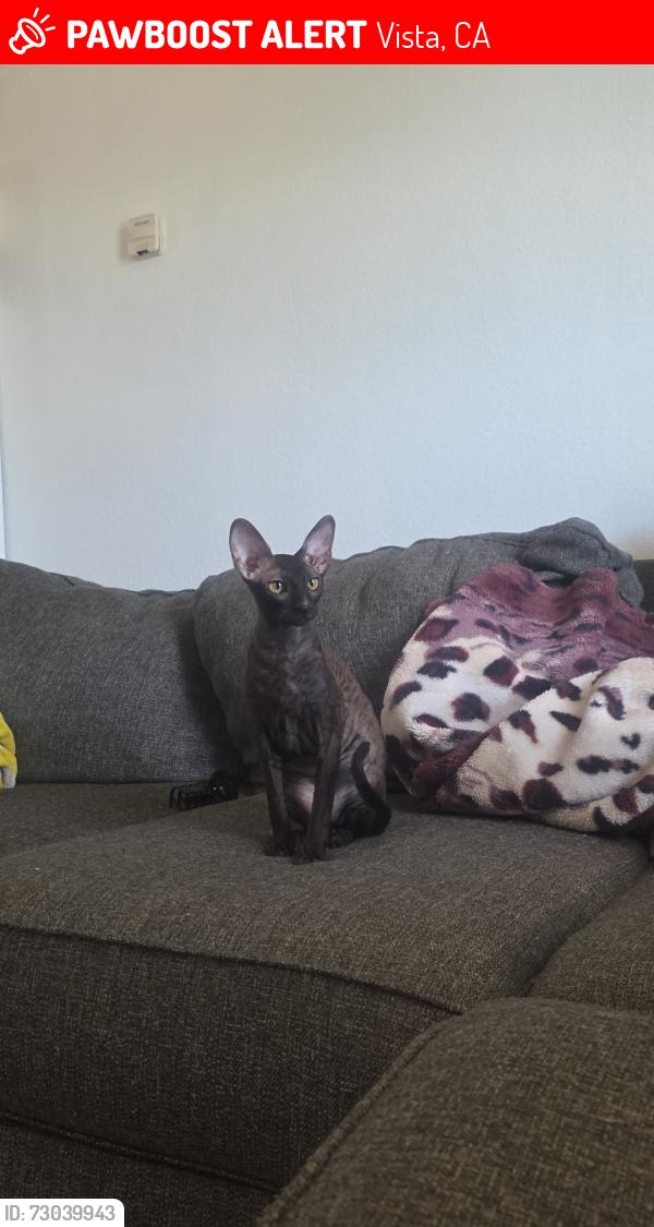 Lost Female Cat last seen Woodrail , Vista, CA 92083