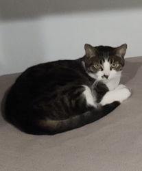 Lost Male Cat last seen Oneonta Drive , Los Angeles, CA 90065