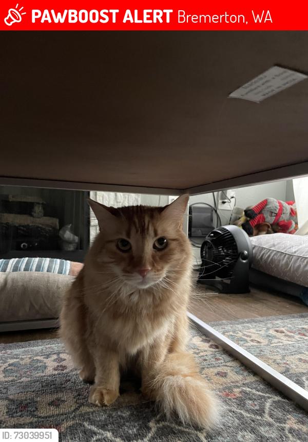 Lost Male Cat last seen Parker Pl, Bremerton, WA near Mountain View Middle School, Bremerton, WA 98310