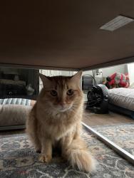 Lost Male Cat last seen Parker Pl, Bremerton, WA near Mountain View Middle School, Bremerton, WA 98310