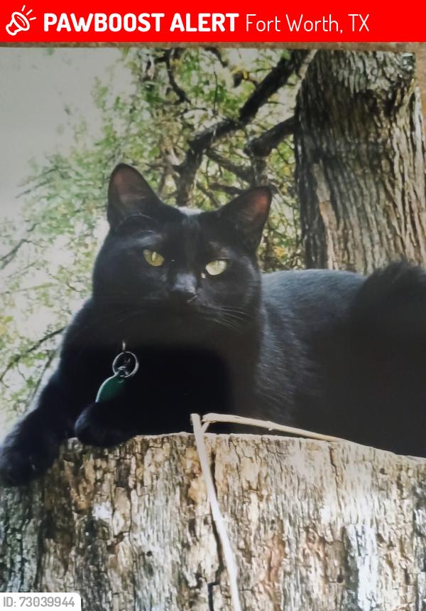 Lost Male Cat last seen Deleware tr and Pueblo tr, Fort Worth, TX 76135