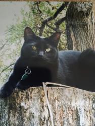 Lost Male Cat last seen Deleware tr and Pueblo tr, Fort Worth, TX 76135
