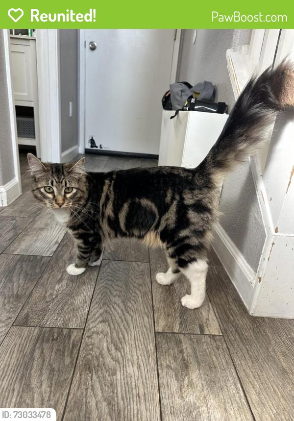 Reunited Male Cat last seen Grosvenor Lane, Salida, CA 95368