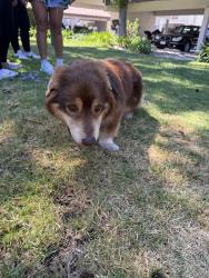 Reunited Male Dog last seen Sunset View apmts, near dog park, Oceanside, CA 92056