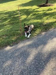Found/Stray Female Dog last seen Fairfield Church, Mechanicsville, VA 23111