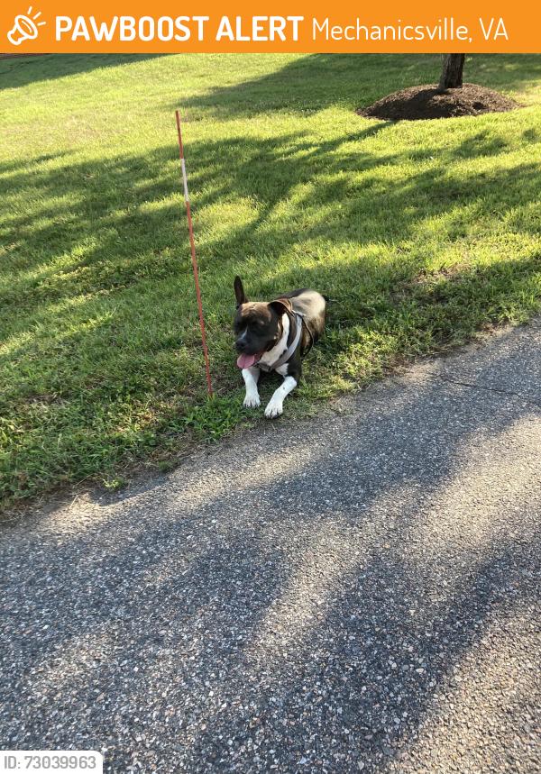 Found/Stray Female Dog last seen Fairfield Church, Mechanicsville, VA 23111
