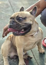 Found/Stray Male Dog last seen Snowhill geneva in the middle of road, Oviedo, FL 32766