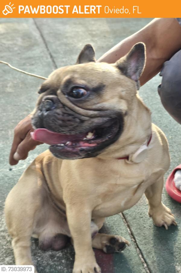 Found/Stray Male Dog last seen Snowhill geneva in the middle of road, Oviedo, FL 32766