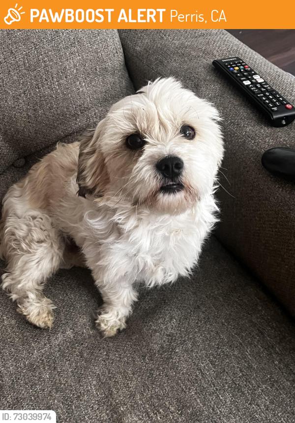 Found/Stray Male Dog last seen Redlands and Mildred, Perris, CA 92571