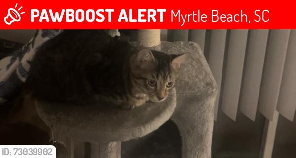 Lost Female Cat last seen Near copper creek ct, Myrtle beach sc, Myrtle Beach, SC 29579