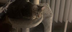 Lost Female Cat last seen Near copper creek ct, Myrtle beach sc, Myrtle Beach, SC 29579