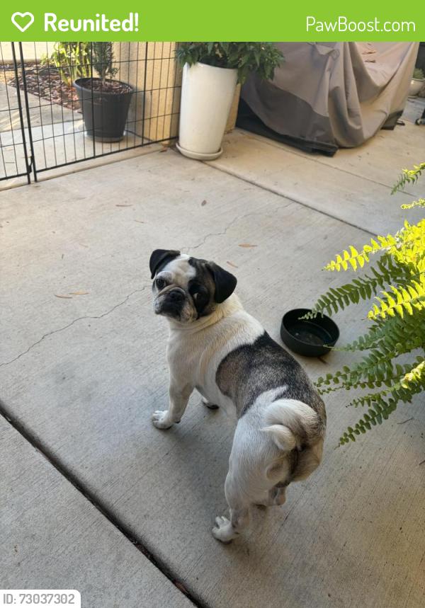 Reunited Male Dog last seen Lakeshore Drive near Lake Park St, Lake Elsinore, CA 92530