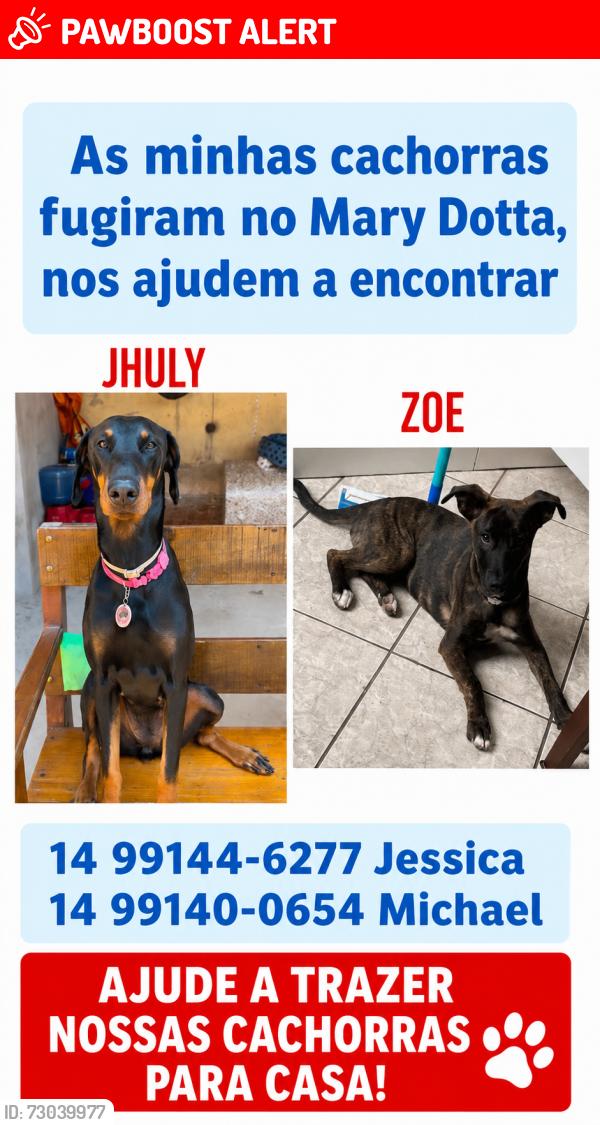 Lost Female Dog last seen Rua Waldemar Frederico 195, Núcleo Habitacional Mary Dota, SP 17025-778