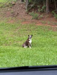 Reunited Female Dog last seen Across the street from 2520. , Brooks, GA 30205
