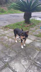 Lost Male Dog last seen Rua hilda amaral visinoni 53, Alto Boqueirão, PR 