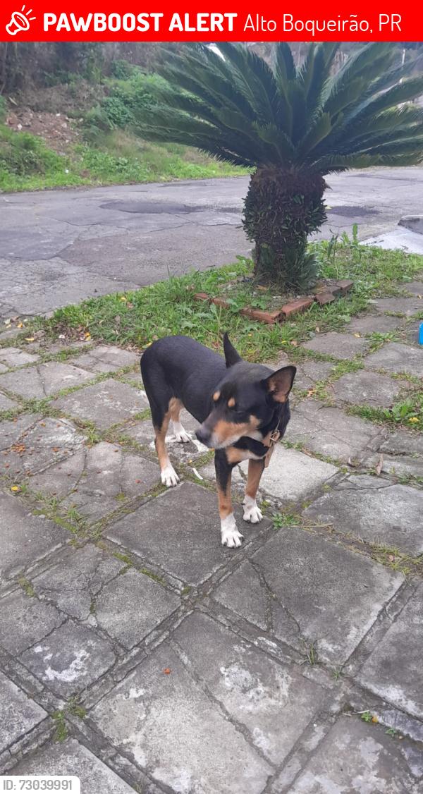 Lost Male Dog last seen Rua hilda amaral visinoni 53, Alto Boqueirão, PR 