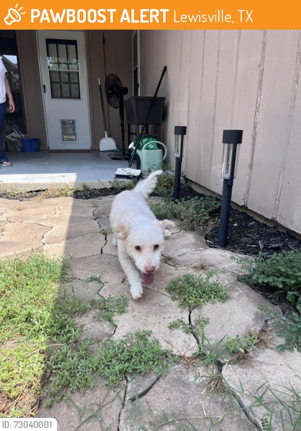Found/Stray Male Dog last seen Summit ridge , Lewisville, TX 75077